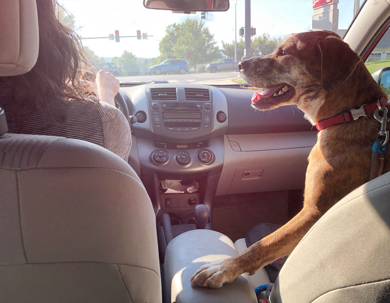 A person driving with her attentively watching dog