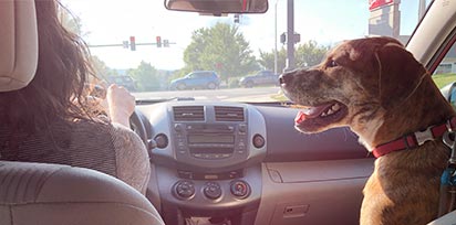 A commuter driving with her attentive dog